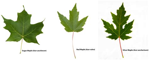 maple vs sugar maple